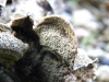 Porostereum spadiceum (Pers.) Hjortstam & Ryvarden 1990