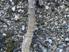 Porostereum spadiceum (Pers.) Hjortstam & Ryvarden 1990