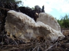 Postia stiptica (Pers.) Jlich 1982