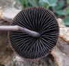 Psathyrella sp.