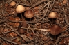 Psathyrella bipellis (Quél.) A.H. Sm. 1946
