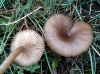 Pseudoclitocybe cyathiformis (Bull.) Singer 1956