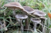 Pseudoclitocybe cyathiformis (Bull.) Singer 1956