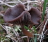 Pseudoclitocybe cyathiformis (Bull.) Singer 1956