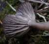Pseudoclitocybe cyathiformis (Bull.) Singer 1956