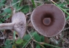 Pseudoclitocybe cyathiformis (Bull.) Singer 1956