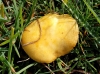 Psilocybe coronilla (Bull.) Noordel. 1995