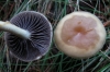 Psilocybe sp. Psilocybe sp.
