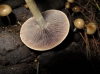 Psilocybe sp. Psilocybe sp.