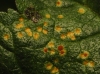 Puccinia malvacearum Bertero ex Mont. 1852 Puccinia malvacearum Bertero ex Mont. 1852