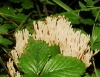 Ramaria sp. Ramaria sp.
