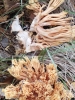 Ramaria sp. Ramaria sp.