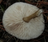 Rhodocollybia butyracea (Bull.) Lennox 1979