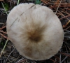 Rhodocollybia butyracea (Bull.) Lennox 1979