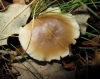 Rhodocollybia butyracea (Bull.) Lennox 1979