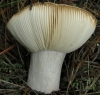 Russula amoenicolor Romagn. 1962