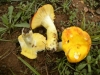 Russula aurea Pers. 1796