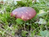Russula badia Qul. 1881