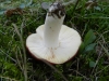 Russula badia Qul. 1881