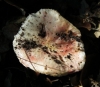 Russula cf. luteotacta Rea 1922 Russula cf. luteotacta Rea 1922