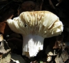 Russula cf. luteotacta Rea 1922 Russula cf. luteotacta Rea 1922
