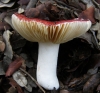 Russula cf. rubroalba (Singer) Romagn. 1967