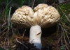 Russula cyanoxantha (Schaeff.) Fr. 1863