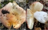 Russula decipiens (Singer) Bon 1985
