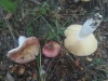 Russula decipiens (Singer) Bon 1985