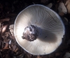 Russula delica Fr. 1838