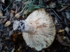 Russula delica Fr. 1838