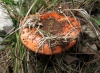 Russula maculata Quél. 1877