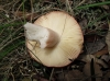 Russula maculata Quél. 1877
