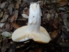 Russula maculata Quél. 1878