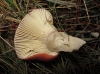 Russula sanguinea Fr. 1838 Russula sanguinea Fr. 1838