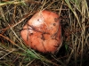 Russula sanguinea Fr. 1838 Russula sanguinea Fr. 1838