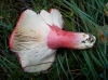 Russula sanguinea Fr. 1838 Russula sanguinea Fr. 1838