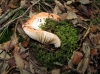 Russula sp
