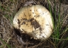 Russula sp.