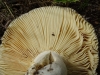 Russula sp.