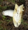 Russula sp.
