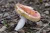 Russula sp.