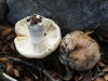 Russula sp.