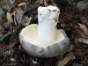 Russula sp.