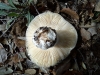 Russula sp.