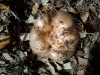 Russula sp.