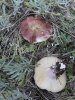 Russula torulosa Bres. 1929 Russula torulosa Bres. 1929