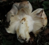 Russula vesca Fr. 1836