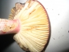 Russula xerampelina (Schaeff.) Fr. 1838