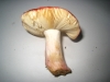 Russula xerampelina (Schaeff.) Fr. 1838